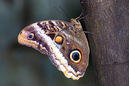 PAPILLON-31.jpg